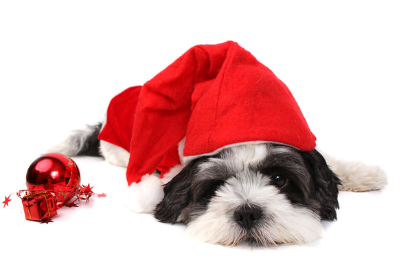 Christmassy dog