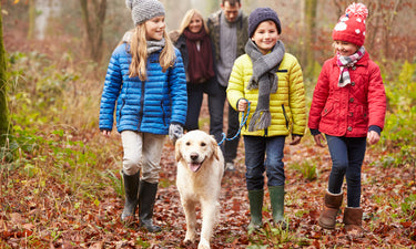 Winter dog walking essentials for pets & owners